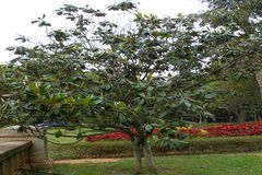 Magnolia grandiflora